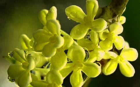 【精华】三年级桂花的作文10篇